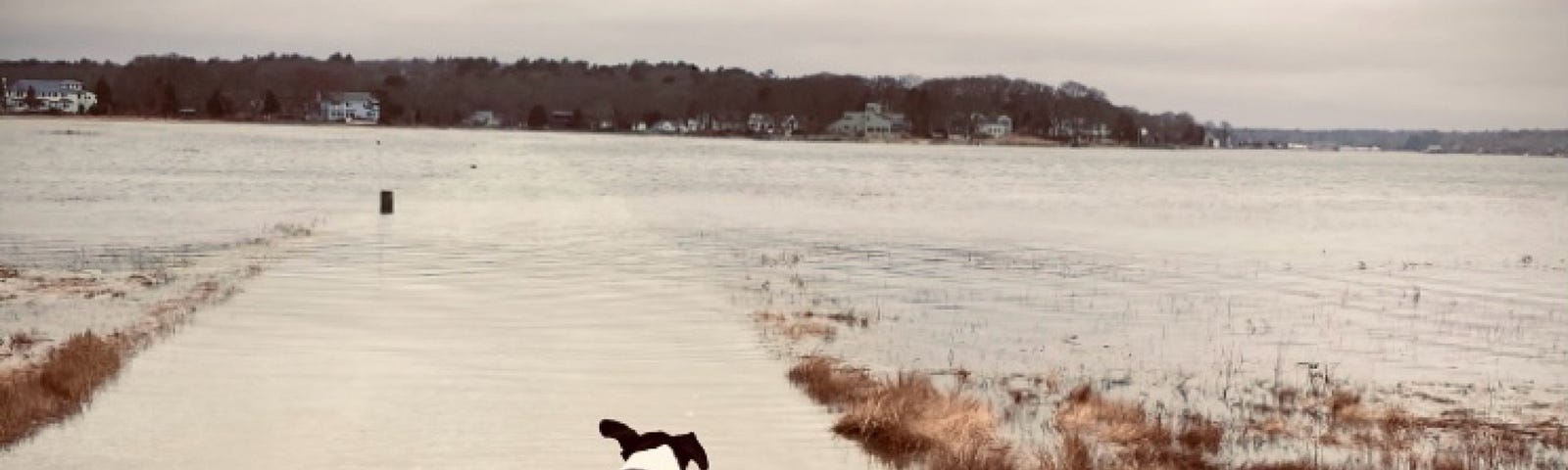 A large black dog looking out over a causeway, as the ocean’s high tide rolls in and covers the road.