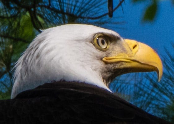 The gaze of an eagle