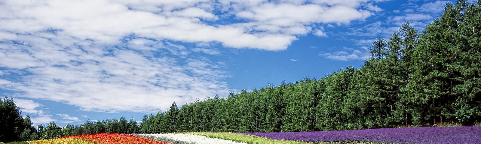 A field of different coloured flowers, with trees in the background and a blue sky.