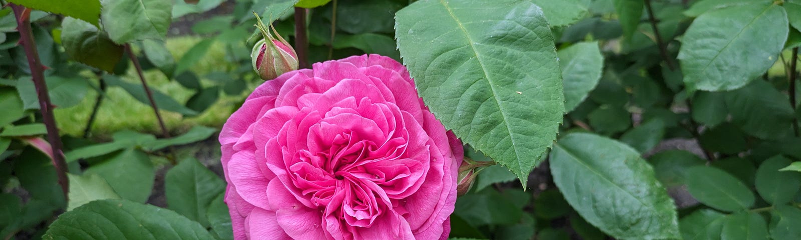 Single double-flowered pink rose