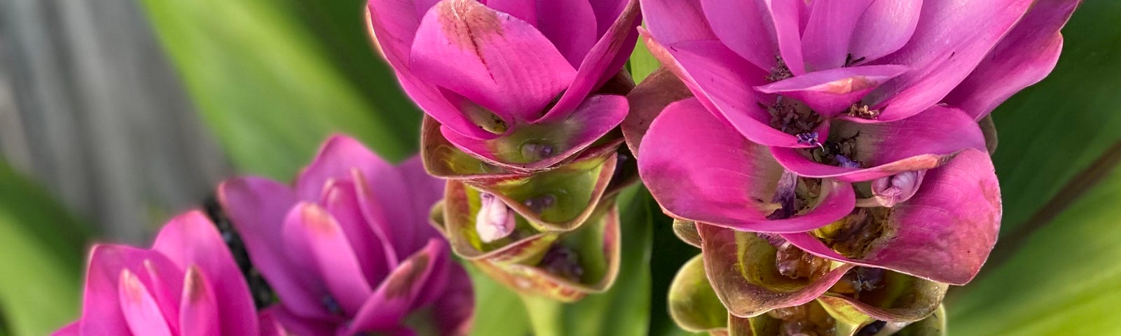 Deep pink Siam Tulips.