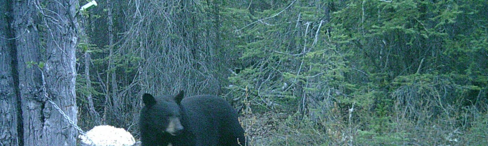 A black bear stands by a bait barrel in a forest in Alaska. My Brother the Bear by Jim Latham | Photo courtesy of Jim Latham