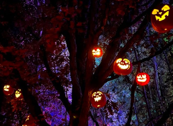 Jack-O-Lantern Spectacular at Minnesota Zoo. Carved pumpkins hanging on a tree.
