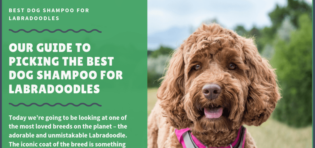 best dog shampoo for goldendoodle