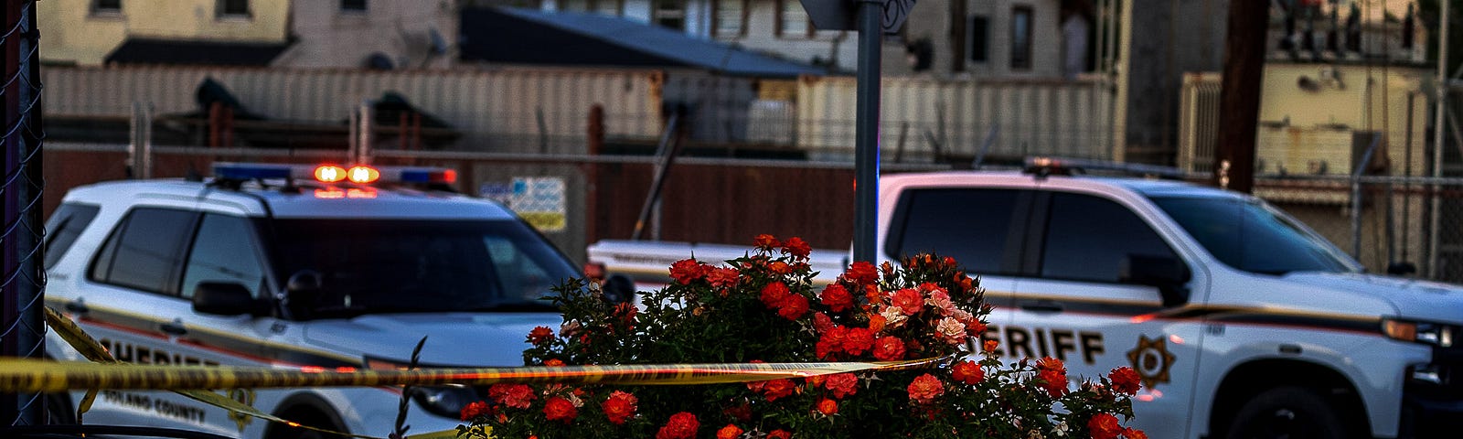 A rose bush is wrapped in crime scene tape at the scene of a law enforcement shooting at dusk. Two Solano County Sheriff’s Office vehicles can be seen in the background.