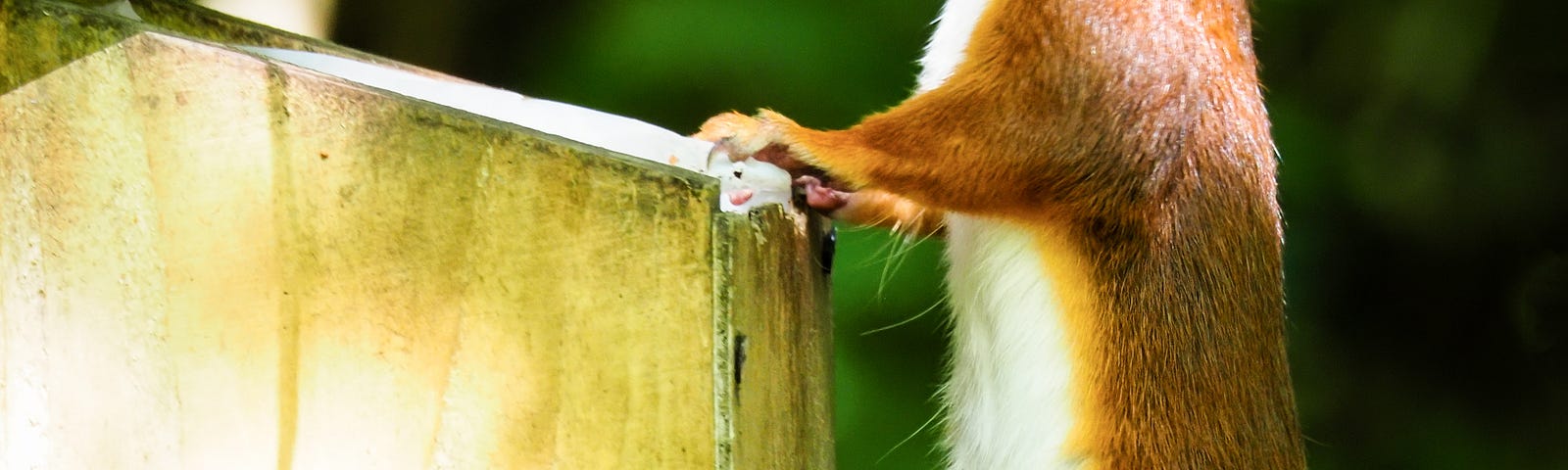 Red squirrel at a bird proof feeder, demonstrating how it works by lifting the acrylic lid