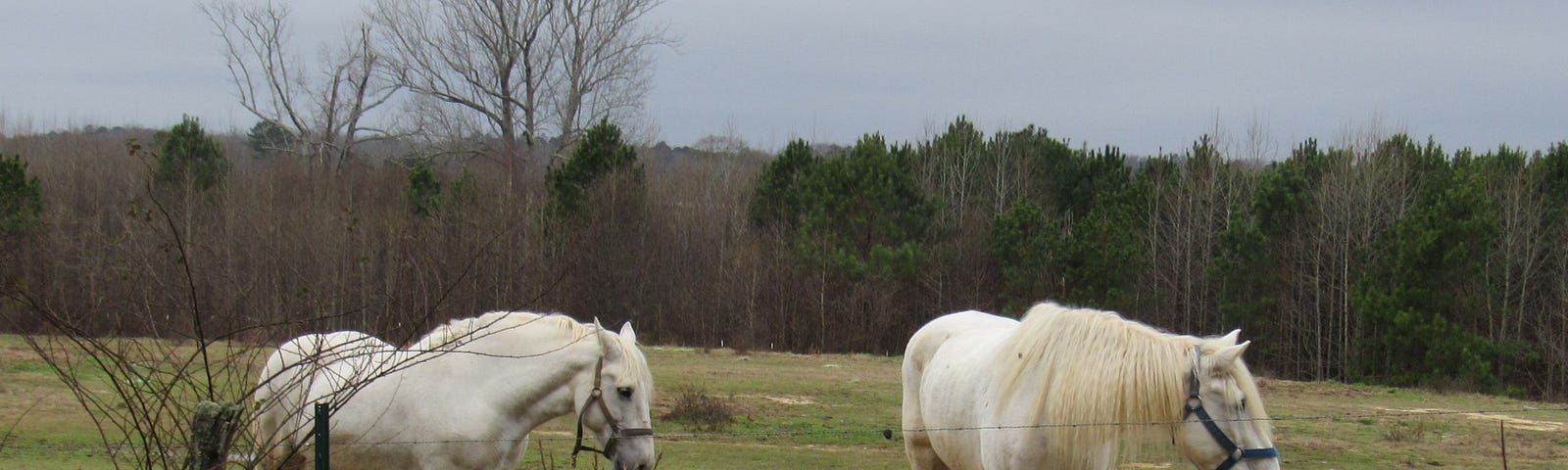 Photo of two large white horses grazing next to wire fence and overgrown grass
