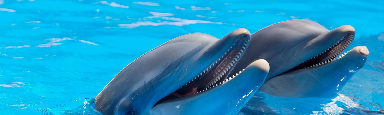 Two dolphins break the surface of bright, blue water.