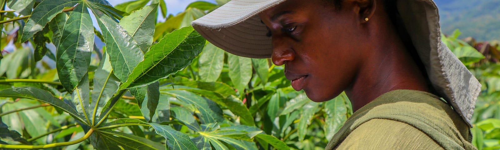 Fradian Murray, a research assistant, assesses a cassava trial plot in Saint Thomas, Jamaica.