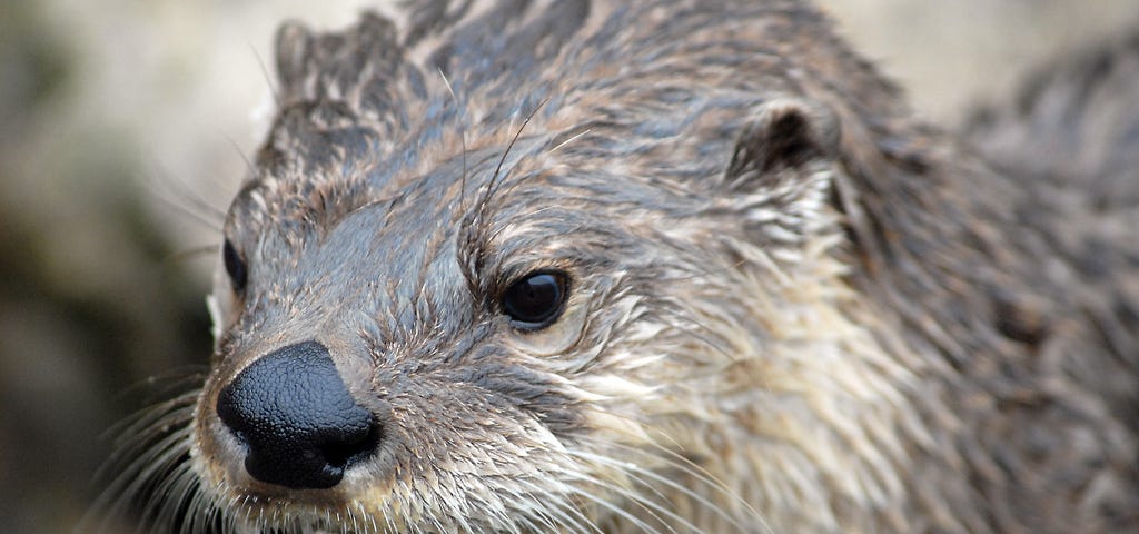 face of a river otter