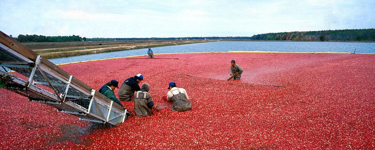Farmers in waders stand waist deep in a flooded cranberry bog, surrounded by red berries