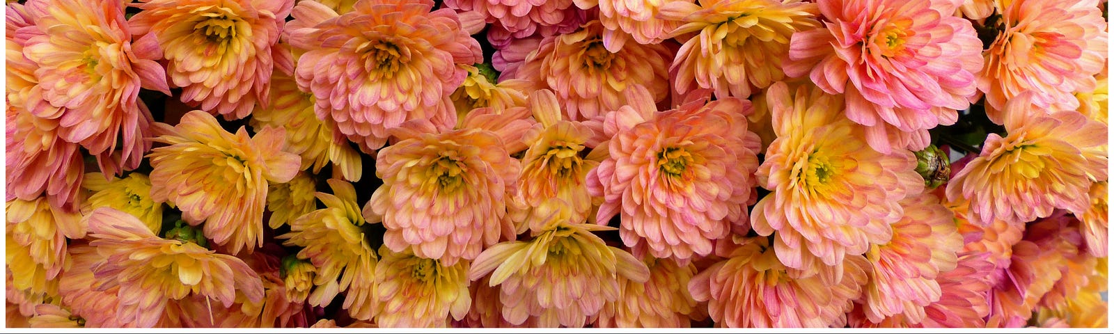 two photographs: top — warm pastel colored chrysanthemums; bottom — a thank you post card