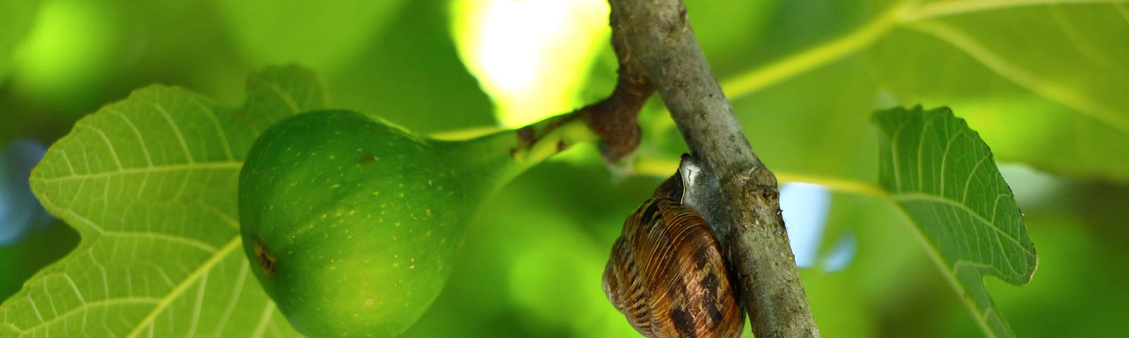 A snail on a tree limb