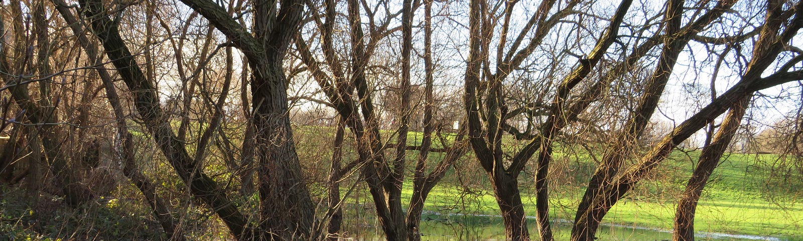 Slim-trunked trees standing in water.