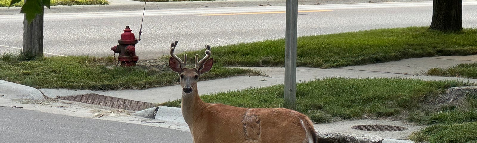 This is a photo of a mature deer on a street looking directly at me.