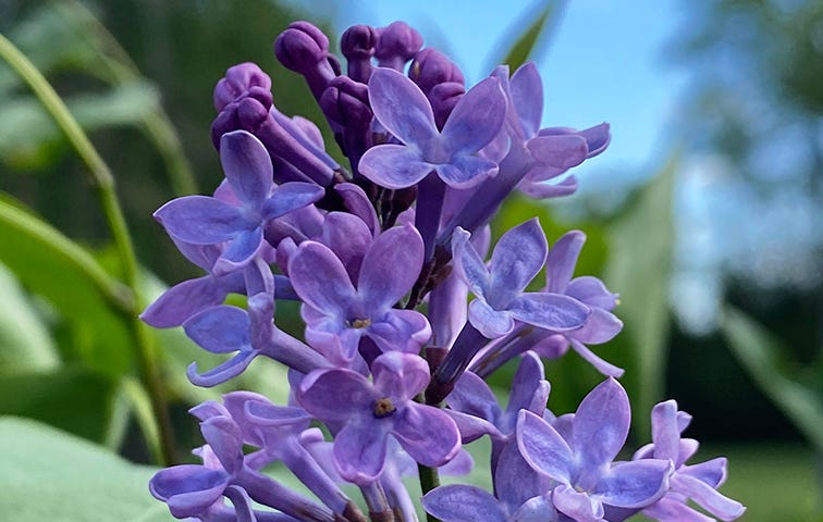 Lilac blossoms, close up.