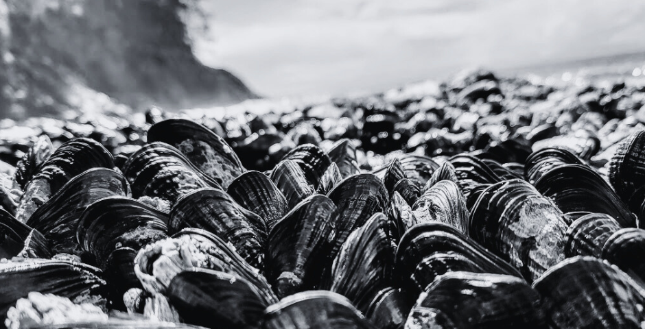 A black and white photo of mussels spread wide on rocks across the beach shore