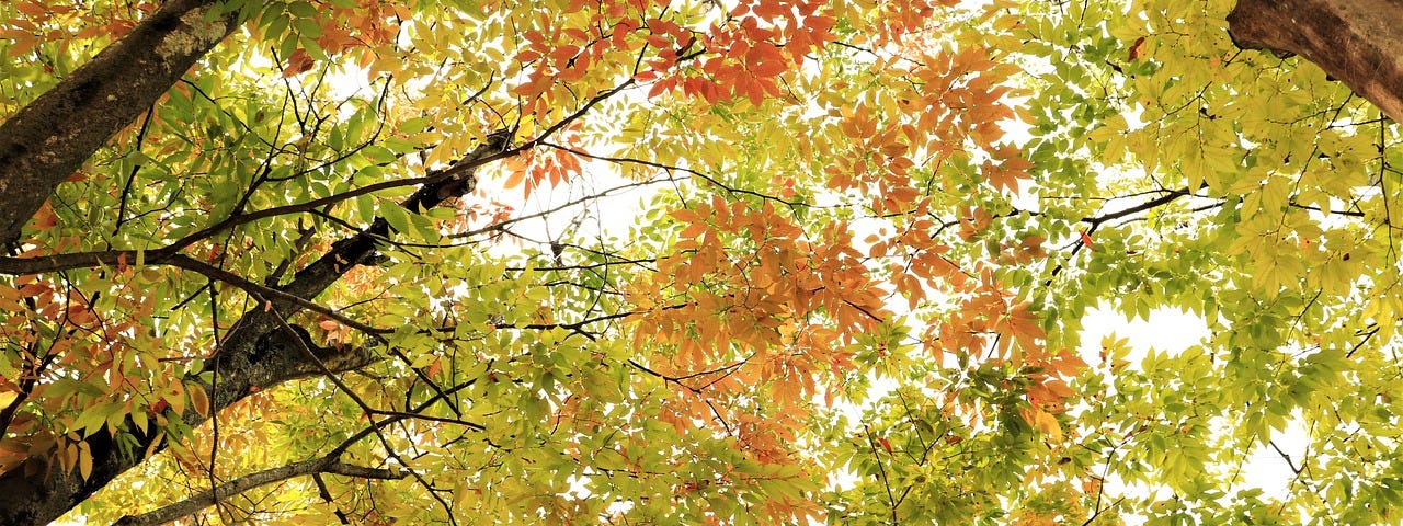Tree canopy against a bright sky. Green, yellow, and orange leaves.