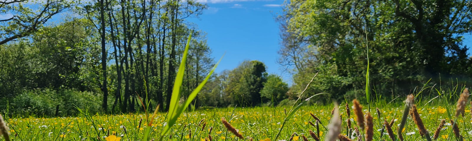 A ground-level view of a sunny meadow, daisies and buttercups in the foreground and a brigth blue sky showing through the trees behind.