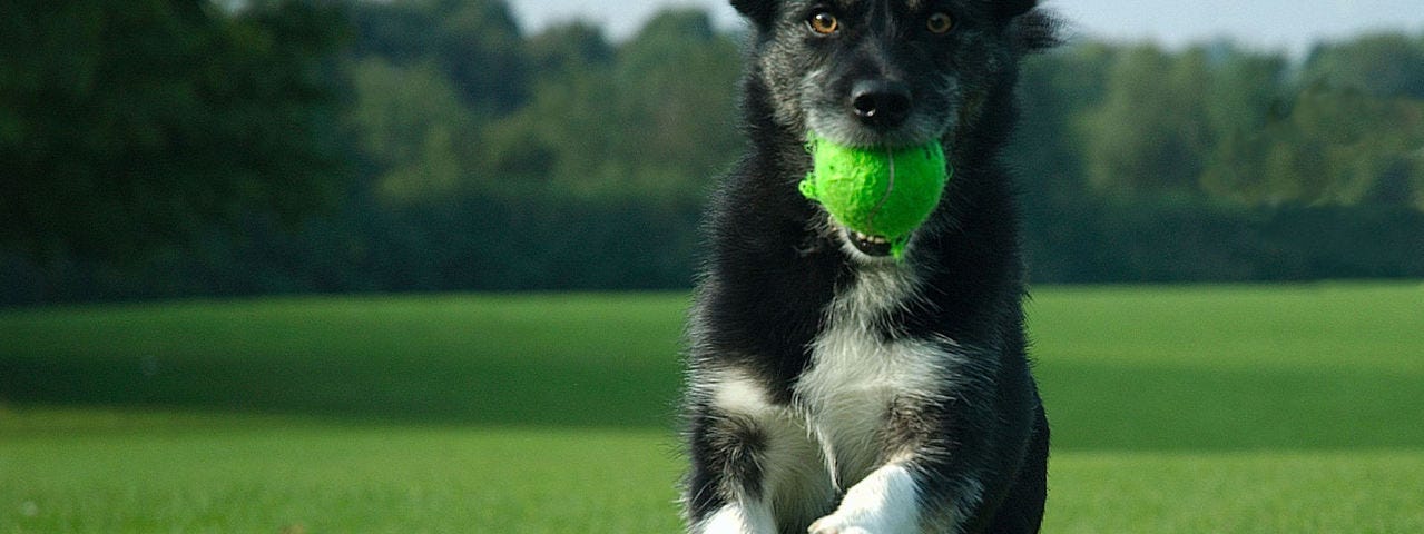 A happy dog with a green ball