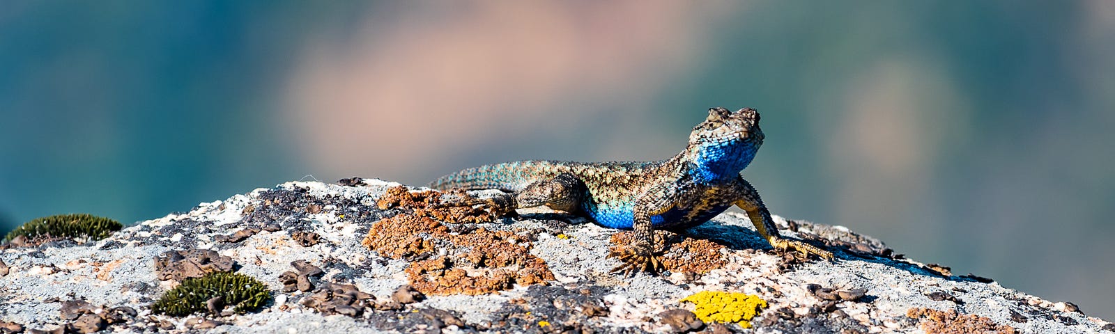 Western fence lizard in Sequoia National Park in California.