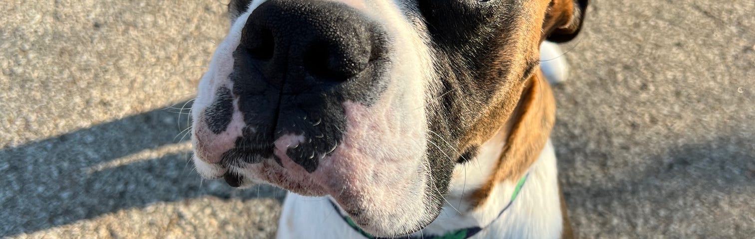 A 2 year old Boxer dog looking at the camera. He has a big black nose and a white stripe separates his eyes. Both of his eyes have a mixture of brown and black fur around them.