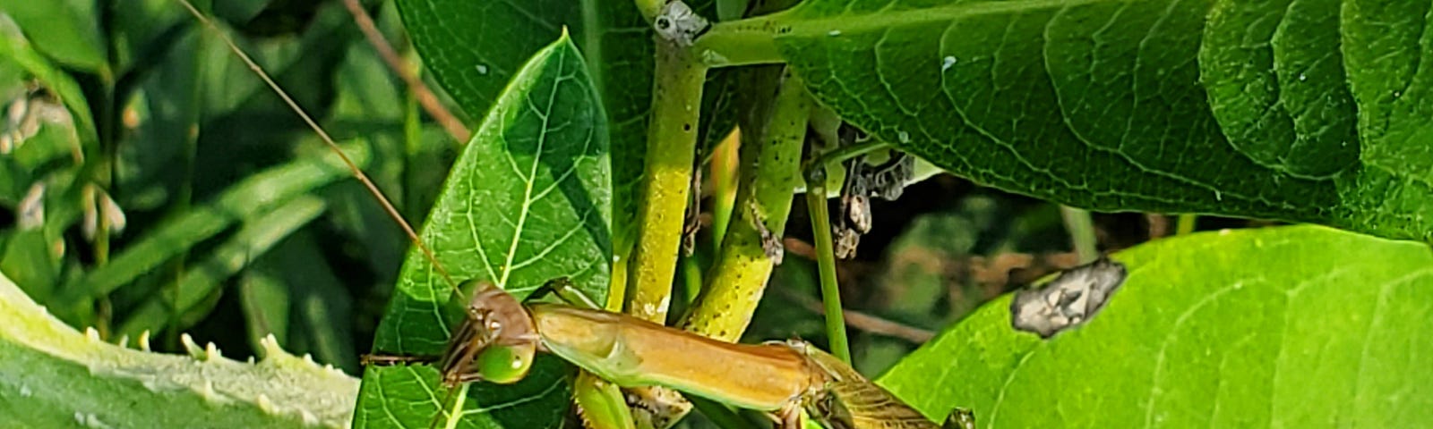 Brown praying mantis with green eyes on the leaf of a milkweed plant