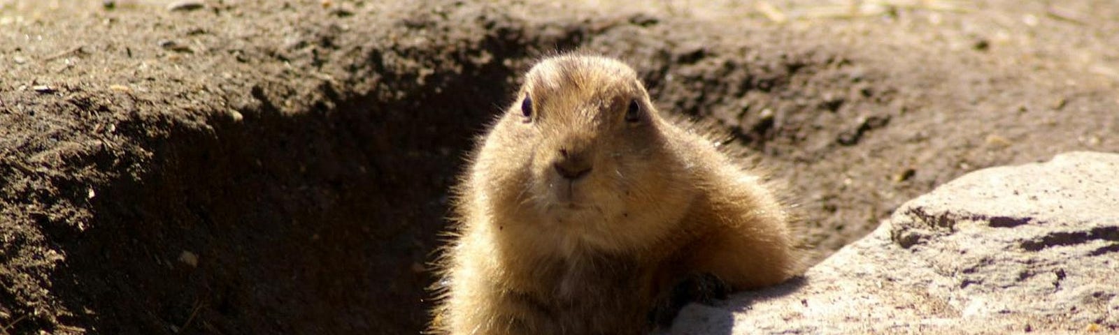 Groundhog emerging from hole