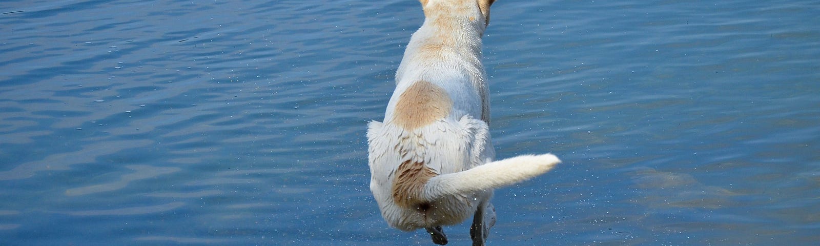 Dog jumping into a lake