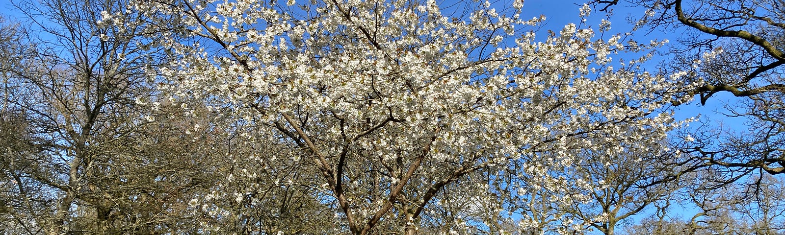 Spring blossom at Westbirt arboretum