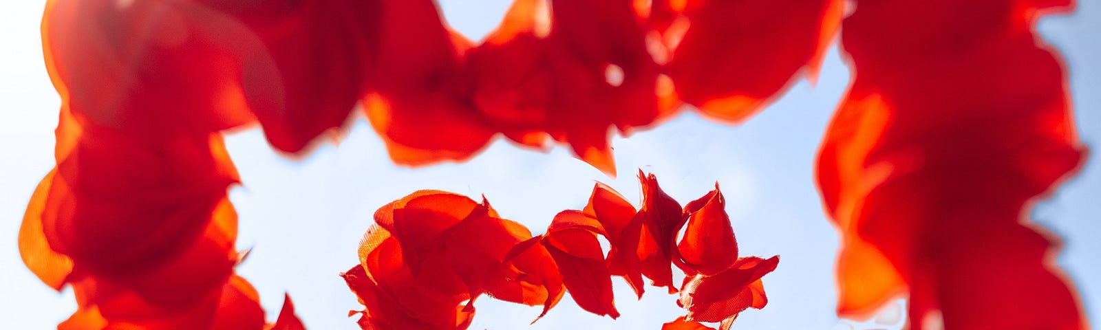 Red flower petals get further from camera in the shape of a heart, background is out of focus but may be sand and sky.