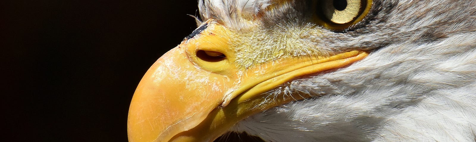 A bald eagle, up close and personal. Bald-Faced Lies by Jim Latham