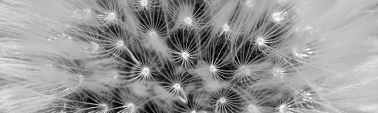 Dandelion seeds monochrome