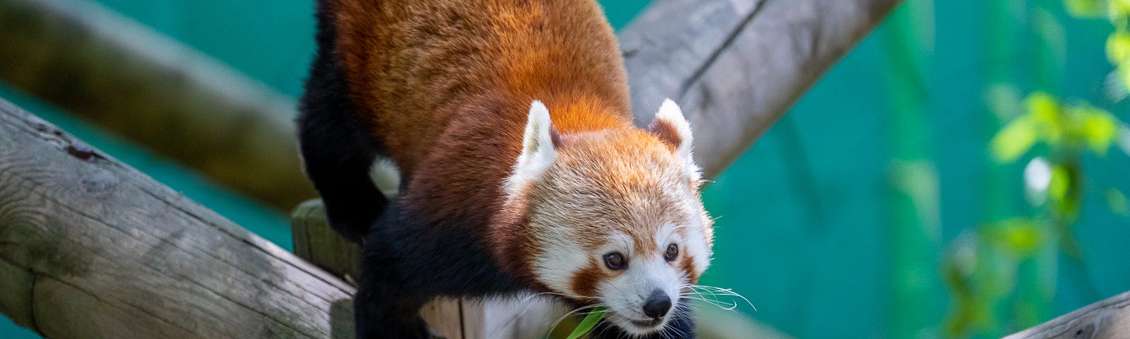 Red Panda — ©Sarah-Jane White — The Author