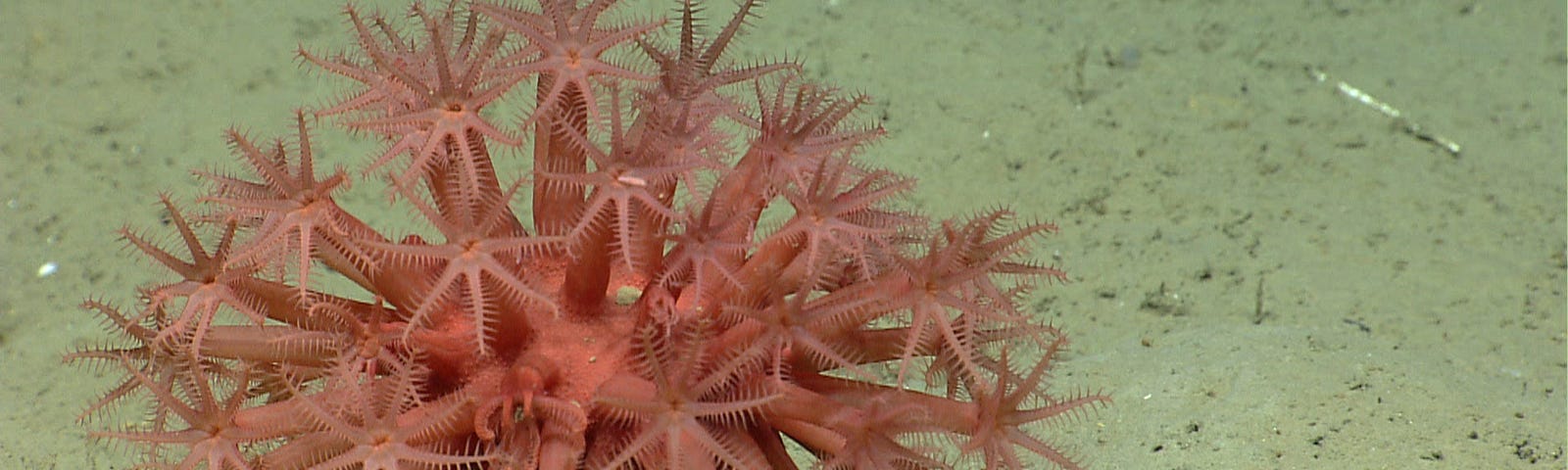 A pink animal with spiky appendages sits on the sandy ocean floor