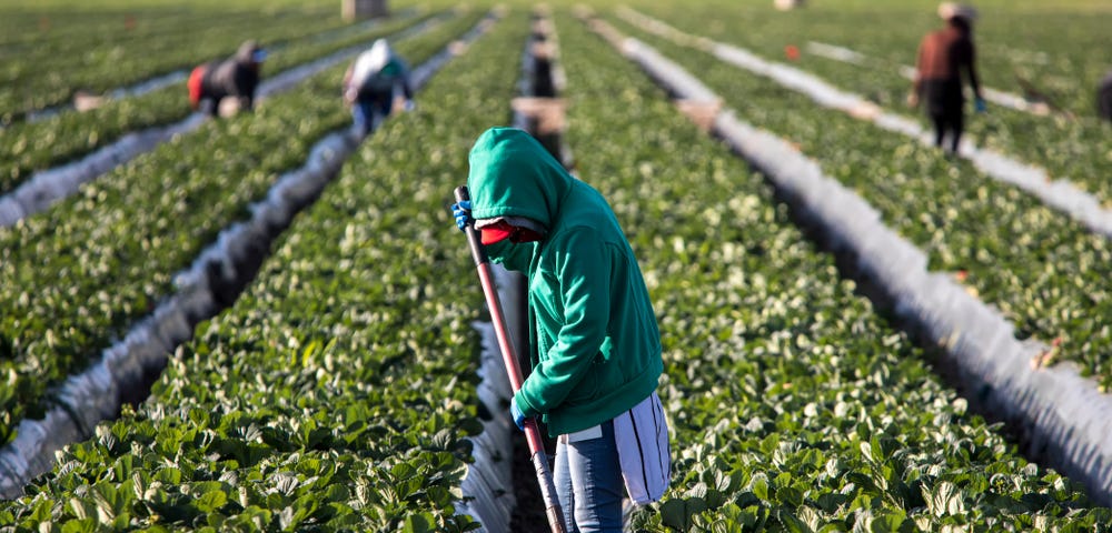 Immigrant farm worker in green sweatshirt in strawberry field with shovel and other farms workers and rows of strawberry plants in background