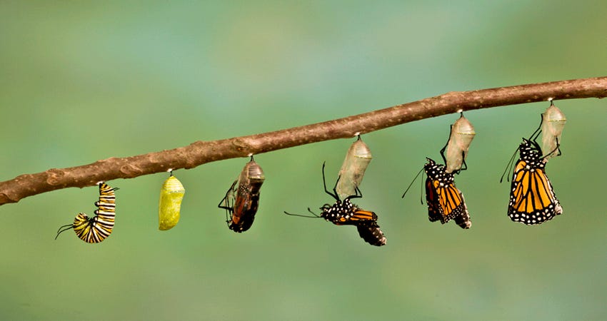 Imagem do processo de transformação da lagarta em borboleta, mostrando sequencialmente cada fase, desde a lagarta, passando pelo casulo fechado e pela borboleta rompendo o casulo.