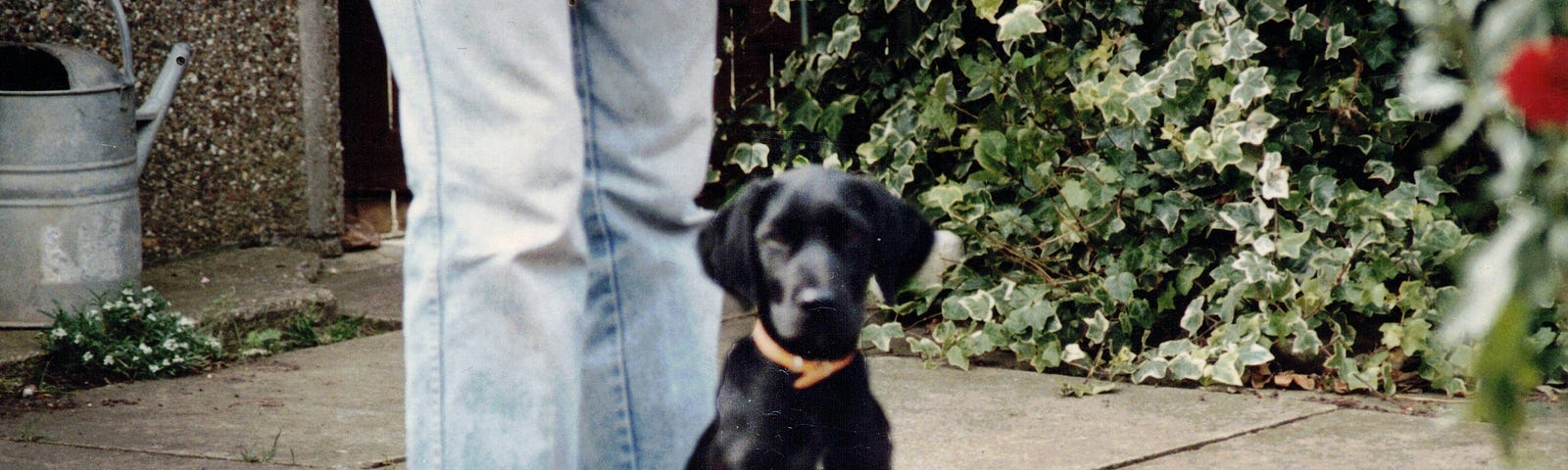 Photo of ten week old Labrador puppy dog sitting to attention
