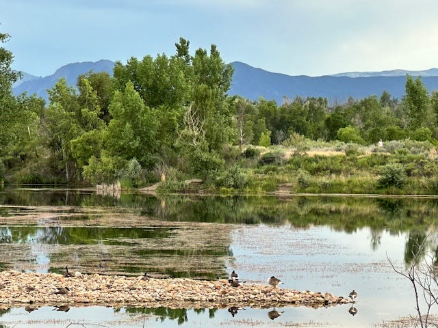 Water with a gravel island and geese lying on it. Cottonwood cotton on the water. trees, field and mountains in background.
