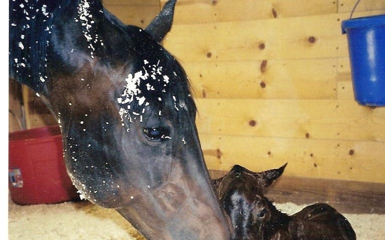 Newborn foal with mare. Courtesy of the author