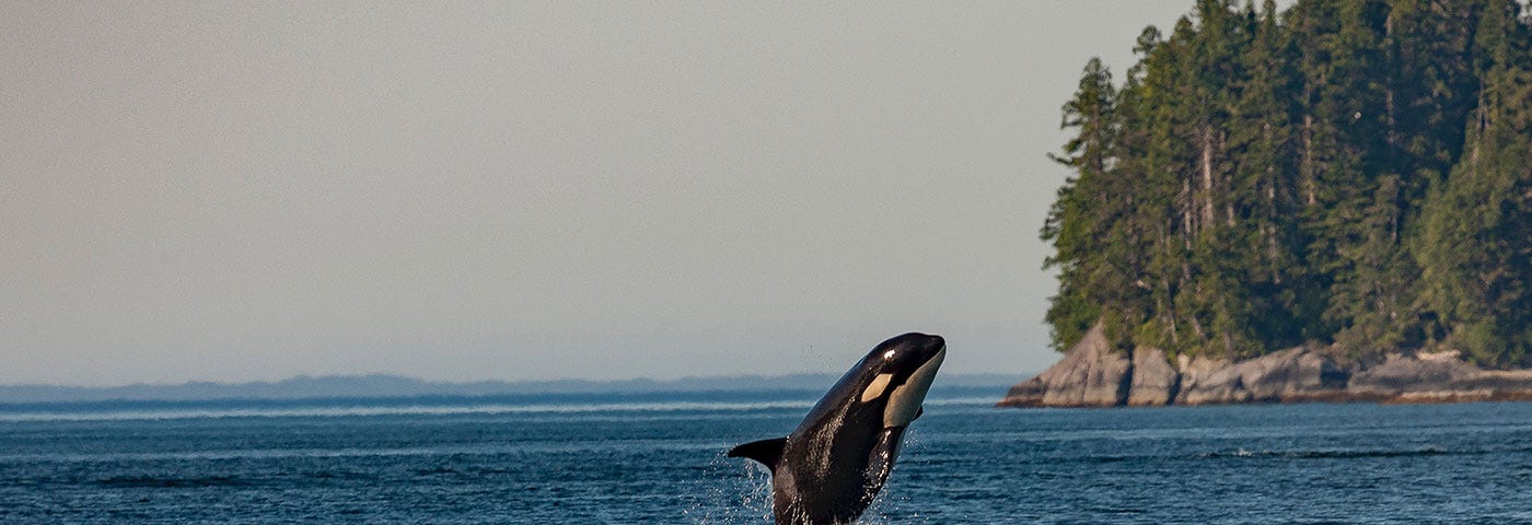 An orca is shown mid-jump, emerging from a large body of water that is vibrantly blue and slowly disappears into the horizon until it meets the sky. A rocky shore is visible in the top right corner and some dark green coniferous trees rise above the rocks.