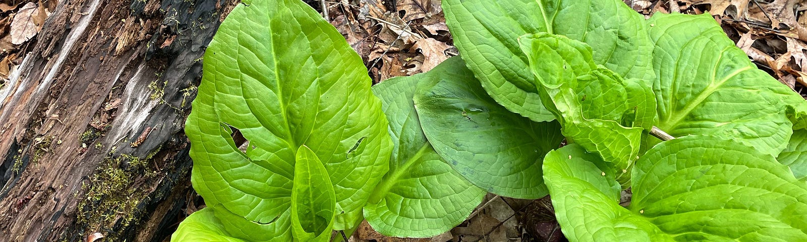 Two large, bright green skunk cabbage plants.