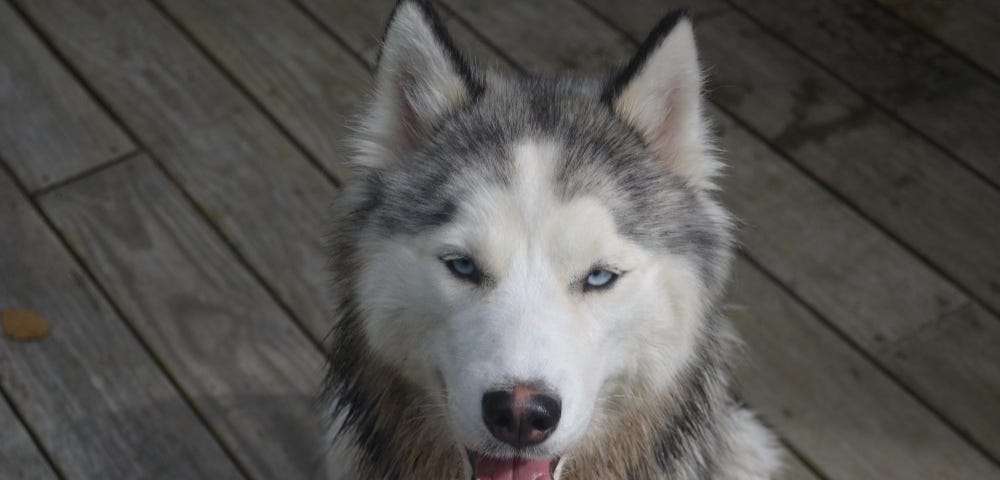 Blue-eyed dog with white face and grey surround, an open mouth his  pointed ears held erect