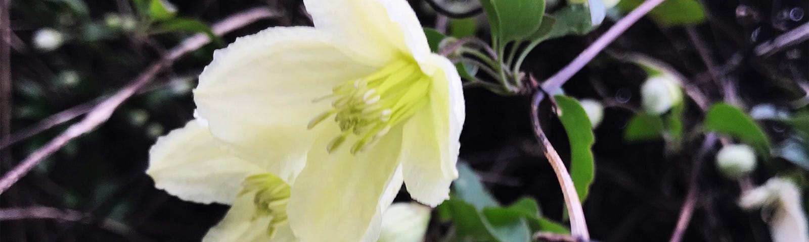 Photo of winter-flowering clematis