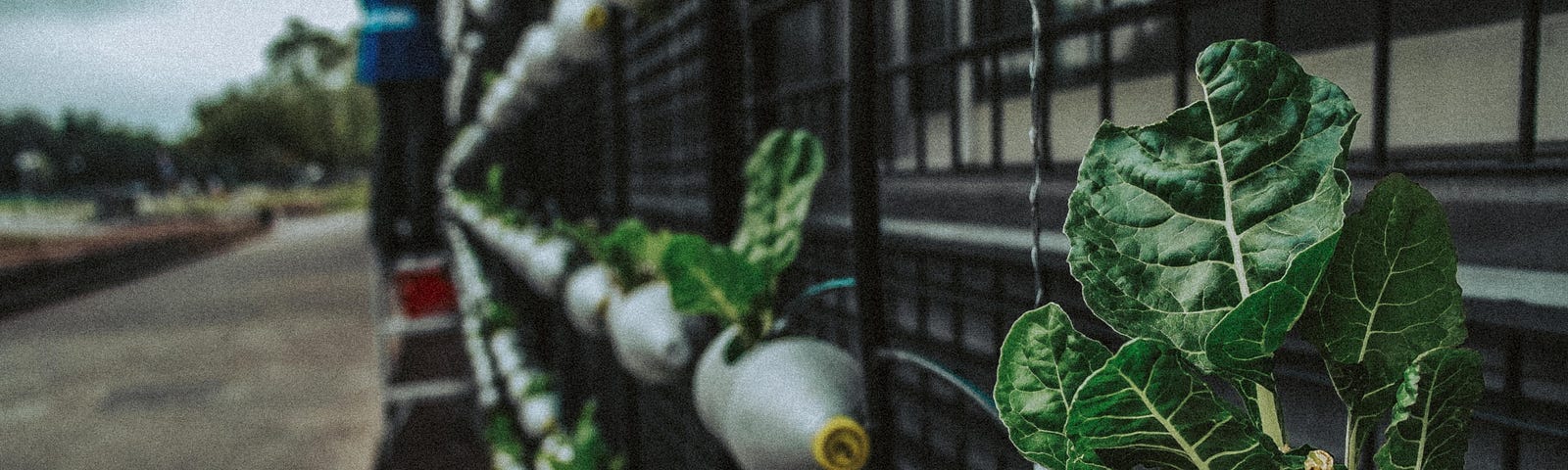 A wall of recycled containers growing chard