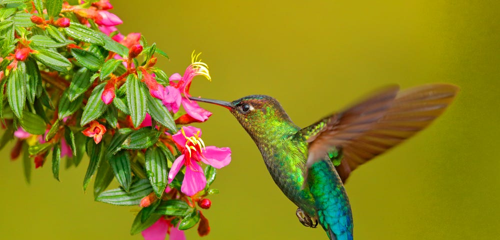 Picture of a hummingbird eating nectar from and pollinating flowers.