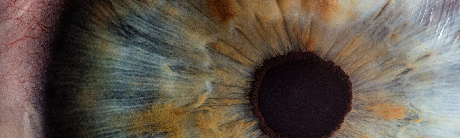 IMAGE: An extreme closeup of an iris