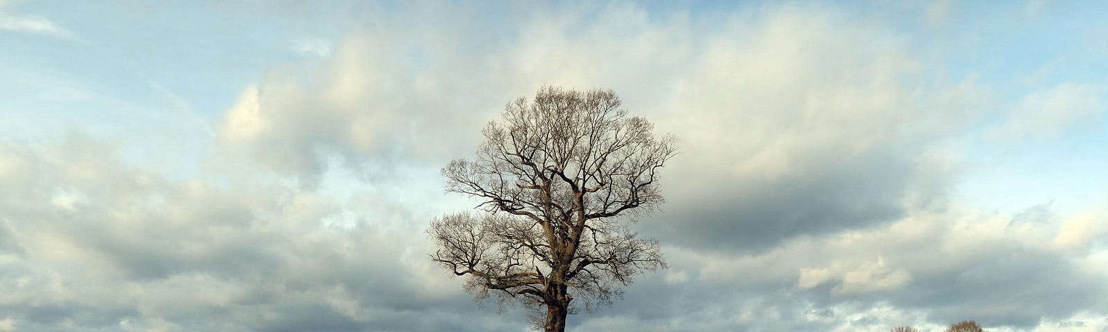 A single, bare tree stands in a wide green field with sky and clouds behind