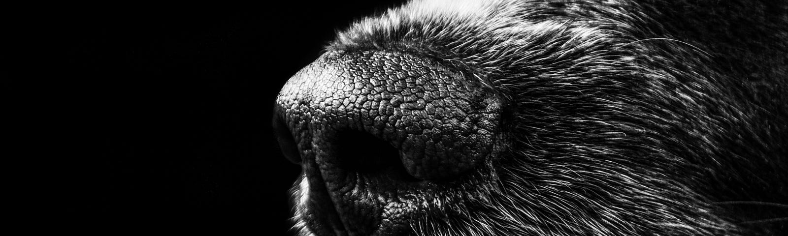 Image of a dog’s nose