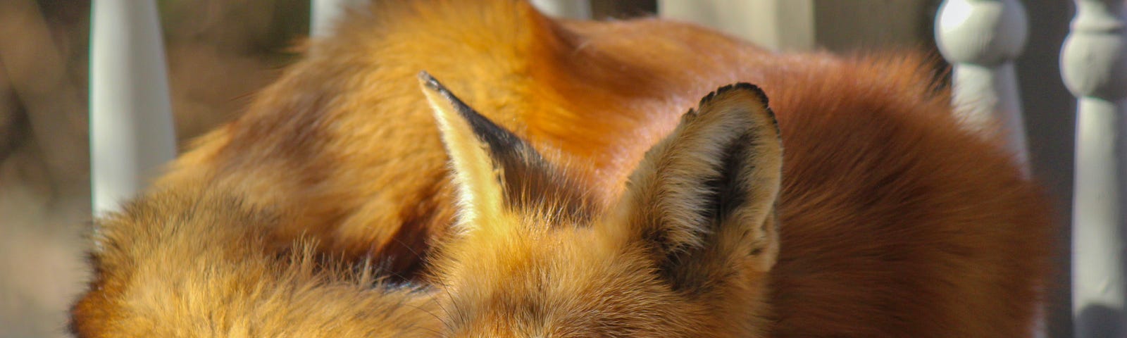 A curled up fox sleeps in some sort of fenced porch or similar surface. The sun is partly shining on the fox, highlighting its beautiful reddish fur.